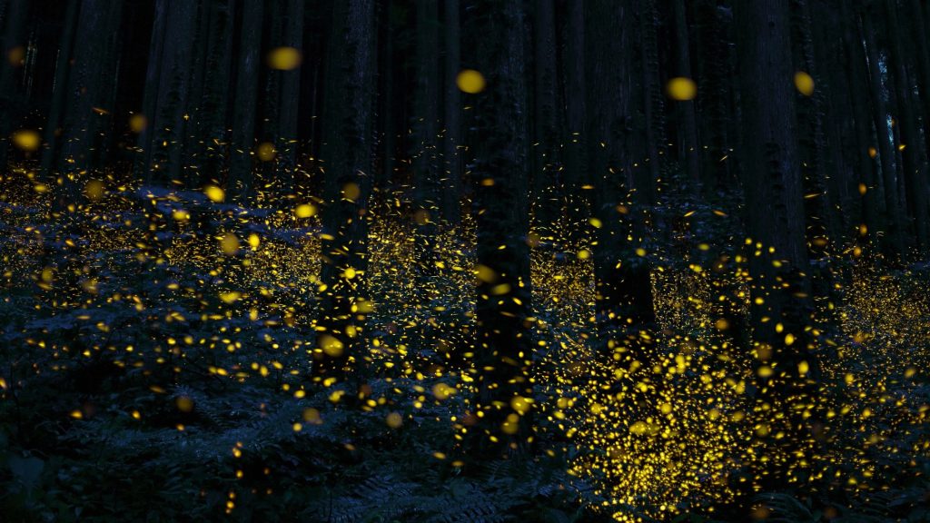fireflies in the smoky mountains, gatlinburg, tennessee