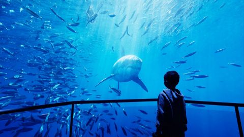 Discount Tickets when you vacation with Smoky Mountain Escapes in Sevierville, Pigeon Forge and Gatlinburg