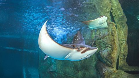 Discount Tickets when you vacation with Smoky Mountain Escapes in Sevierville, Pigeon Forge and Gatlinburg